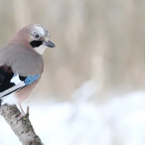 Eurasian Jay -Garrulus glandarius- on a branch, North Hesse, Hesse, Germany