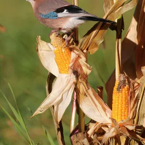 Eurasian Jay -Garrulus glandarius- on a corn cob, Allgaeu, Bavaria, Germany, Europe