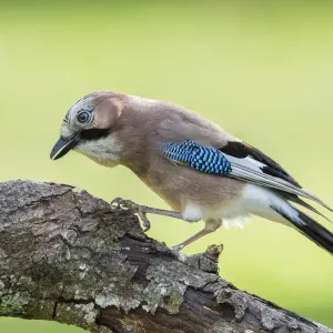 Eurasian Jay -Garrulus glandarius-, Tyrol, Austria Eurasian Jay -Garrulus glandarius-, Tyrol, Austria