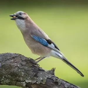 Eurasian Jay Print, Tyrol Austria Eurasian Jay Print, Tyrol Austria