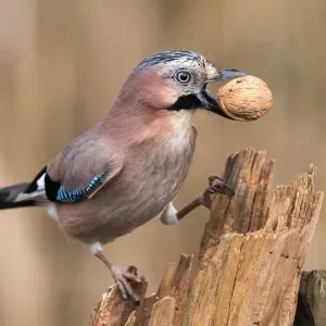 Eurasian Jay with Walnut Print Eurasian Jay with Walnut Print