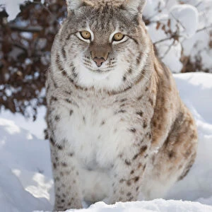 Eurasian Lynx -Lynx lynx- perched in the snow, captive, Thuringia, Germany
