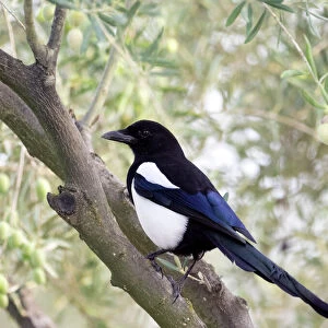 Eurasian Magpie / European Magpie / Common Magpie, standing on a branch. Spain, Europe