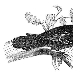 Eurasian nightjar (Caprimulgus europaeus)
