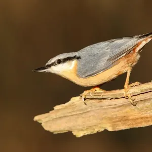 Eurasian Nuthatch Print, Deadwood Detail Eurasian Nuthatch Print, Deadwood Detail
