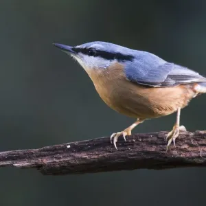 Eurasian Nuthatch Print on Branch