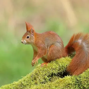 Eurasian Red Squirrel Print Eurasian Red Squirrel Print