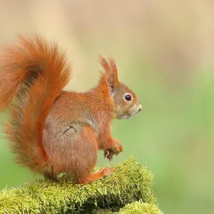 Eurasian red squirrel (Sciurus vulgaris), sitting attentively on a tree trunk covered with moss, rodent, Siegerland, North Rhine-Westphalia, Germany Eurasian red squirrel (Sciurus vulgaris), sitting attentively on a tree trunk covered with moss, rodent, Siegerland, North Rhine-Westphalia, Germany