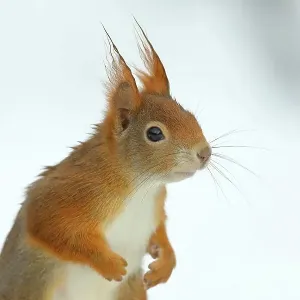 Eurasian red squirrel (Sciurus vulgaris), portrait, with light background, looking attentively, curious, animal portrait, Siegerland, North Rhine-Westphalia, Germany Eurasian red squirrel (Sciurus vulgaris), portrait, with light background, looking attentively, curious, animal portrait, Siegerland, North Rhine-Westphalia, Germany