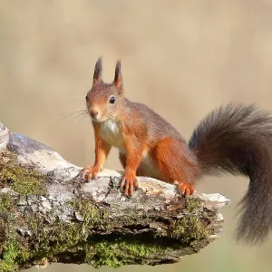 Eurasian red squirrel (Sciurus vulgaris), dark variant, sitting attentively on a tree root, Siegerland, North Rhine-Westphalia, Germany Eurasian red squirrel (Sciurus vulgaris), dark variant, sitting attentively on a tree root, Siegerland, North Rhine-Westphalia, Germany