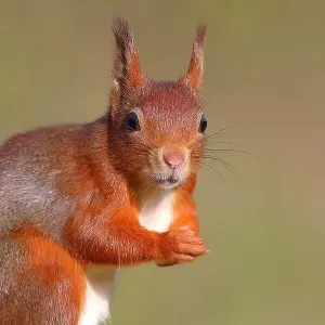 Eurasian red squirrel (Sciurus vulgaris), animal portrait, Siegerland, North Rhine-Westphalia, Germany Eurasian red squirrel (Sciurus vulgaris), animal portrait, Siegerland, North Rhine-Westphalia, Germany
