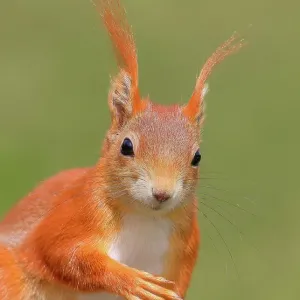 Eurasian Red Squirrel Adult Animal Print Eurasian Red Squirrel Adult Animal Print