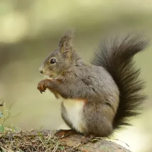 Eurasian Red Squirrel Print Eurasian Red Squirrel Print