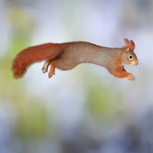 Eurasian red squirrel (Sciurus vulgaris) jumps from a broken branch, Germany Eurasian red squirrel (Sciurus vulgaris) jumps from a broken branch, Germany