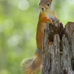 Eurasian Red Squirrel Print Eurasian Red Squirrel Print