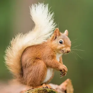 Eurasian red squirrel (Sciurus vulgaris) sits on a branch, Cairngroms National Park, Highlands, Scotland, Great Britain Eurasian red squirrel (Sciurus vulgaris) sits on a branch, Cairngroms National Park, Highlands, Scotland, Great Britain