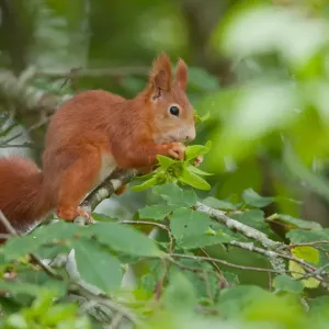Eurasian Red Squirrel Print - Branch Scene, Germany Eurasian Red Squirrel Print - Branch Scene, Germany