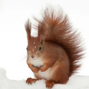 Eurasian red squirrel (Sciurus vulgaris) in snow Eurasian red squirrel (Sciurus vulgaris) in snow
