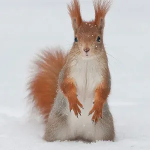 Eurasian red squirrel (Sciurus vulgaris) in snow Eurasian red squirrel (Sciurus vulgaris) in snow