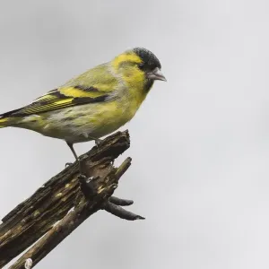 Eurasian Siskin Print on Deadwood