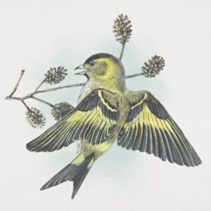 Eurasian Siskin, Carduelis spinus, small, lively finch, distinctly forked tail and long narrow bill, streaky yellow-green body and black crown and bib, yellow patches in the wings and tail