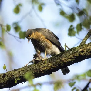 Eurasian Sparrowhawk -Accipiter nisus-, male with prey, plucking, Upper Bavaria, Bavaria, Germany, Europe