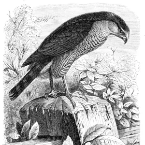 Eurasian sparrowhawk engraving 1892