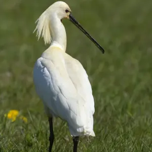 Eurasian Spoonbill or Common Spoonbill -Platalea leucorodia-, Waal en Burg nature reserve, Texel, West Frisian Islands, province of North Holland, The Netherlands Eurasian Spoonbill or Common Spoonbill -Platalea leucorodia-, Waal en Burg nature reserve, Texel, West Frisian Islands, province of North Holland, The Netherlands