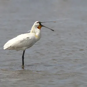 Eurasian Spoonbill or Common Spoonbill -Platalea leucorodia-, adult bird standing in shallow water, yawning, Camargue, France, Europe Eurasian Spoonbill or Common Spoonbill -Platalea leucorodia-, adult bird standing in shallow water, yawning, Camargue, France, Europe