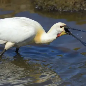 Eurasian Spoonbill or Common Spoonbill -Platalea leucorodia- foraging for food, Wagejot nature reserve, Texel, West Frisian Islands, province of North Holland, The Netherlands Eurasian Spoonbill or Common Spoonbill -Platalea leucorodia- foraging for food, Wagejot nature reserve, Texel, West Frisian Islands, province of North Holland, The Netherlands