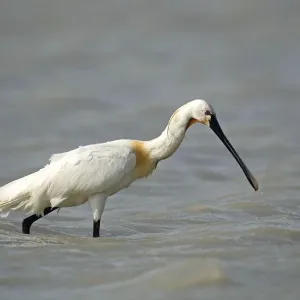 Eurasian spoonbill -Platalea leucorodia-, Burgenland, Austria, Europe Eurasian spoonbill -Platalea leucorodia-, Burgenland, Austria, Europe