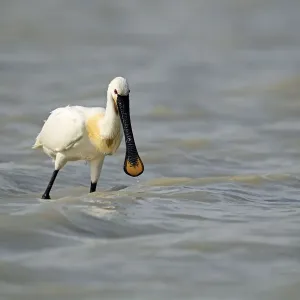 Eurasian spoonbill -Platalea leucorodia-, Burgenland, Austria, Europe Eurasian spoonbill -Platalea leucorodia-, Burgenland, Austria, Europe