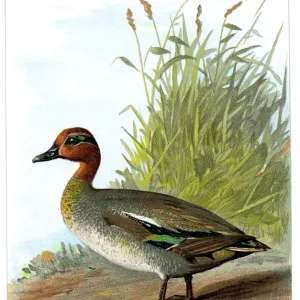 Eurasian Teal - Anas crecca