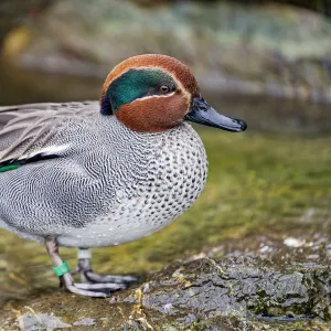 Eurasian teal on the rock