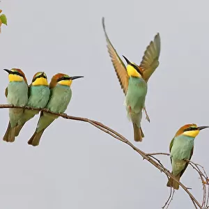 European Bee-eater (Merops apiaster) Young birds sitting on a branch, with light background, Lake Neusiedl National Park, Seewinkel, Northern Burgenland, Burgenland, Austria