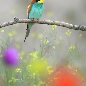 European Bee-eater (Merops apiaster), perched on a branch in a flowering meadow, Kiskunsag National Park, Hungary