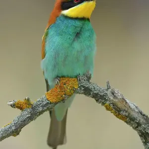 European Bee-eater (Merops apiaster), male resting, perched on a branch, Kiskunsag National Park, Hungary