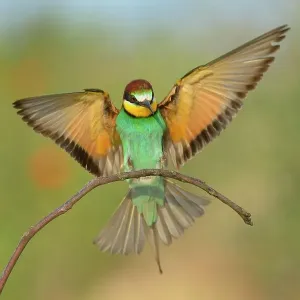 European bee-eater (Merops apiaster), landing on perch, Kiskunsag National Park, Hungary