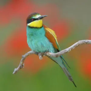 European bee-eater (Merops apiaster), male sitting on perch, poppy meadow, Kiskunsag National Park, Hungary