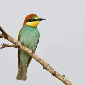 European Bee-eater (Merops apiaster) Young bird sitting on a branch, with light background, Lake Neusiedl National Park, Seewinkel, Northern Burgenland, Burgenland, Austria European Bee-eater (Merops apiaster) Young bird sitting on a branch, with light background, Lake Neusiedl National Park, Seewinkel, Northern Burgenland, Burgenland, Austria