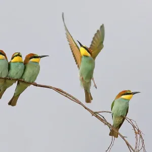 European Bee-eater (Merops apiaster) Young birds sitting on a branch, with light background, Lake Neusiedl National Park, Seewinkel, Northern Burgenland, Burgenland, Austria European Bee-eater (Merops apiaster) Young birds sitting on a branch, with light background, Lake Neusiedl National Park, Seewinkel, Northern Burgenland, Burgenland, Austria