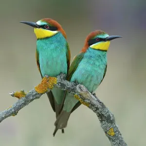 European Bee-eaters (Merops apiaster), breeding pair, perched on a branch, Kiskunsag National Park, Hungary