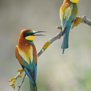 European Bee-eaters (Merops apiaster), breeding pair, perched on a branch, Kiskunsag National Park, Hungary