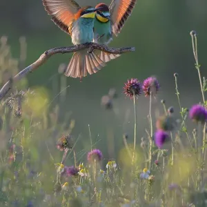 European bee-eaters (Merops apiaster), breeding pair, male approaching perch in flower meadow, Kiskunsag National Park, Hungary