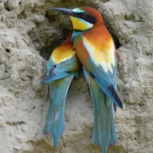 European Bee-eaters (Merops apiaster) breeding pair, in inspecting a nesting hole, Kiskunsag National Park, Hungary