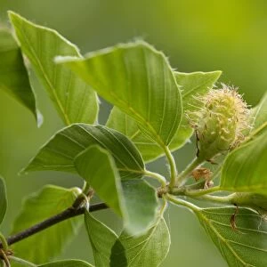European Beech or Common Beech -Fagus sylvatica-, inflorescence and leaves, Thuringia, Germany