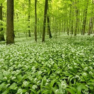 European Beech forest -Fagus sylvatica- with flowering Wild Garlic or Ramsons -Allium ursinum-, Hainich National Park, Thuringia, Germany