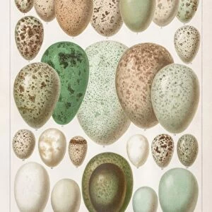 European birds eggs chromolithograph 1895