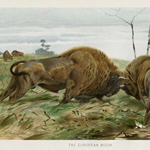 European bison chromolithograph 1896