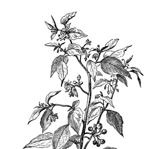 European black nightshade (Solanum nigrum)